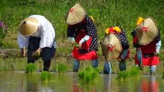 4219019彌都加伎神社５特殊お田植祭